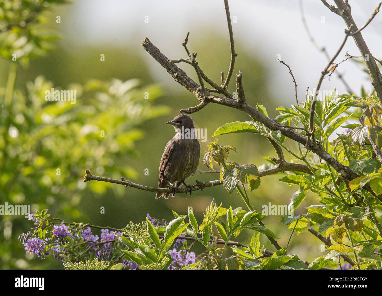 Un giovane Starling (Sturnus vulgaris) di recente costruzione, su un albero in un giardino dell'Essex . REGNO UNITO Foto Stock