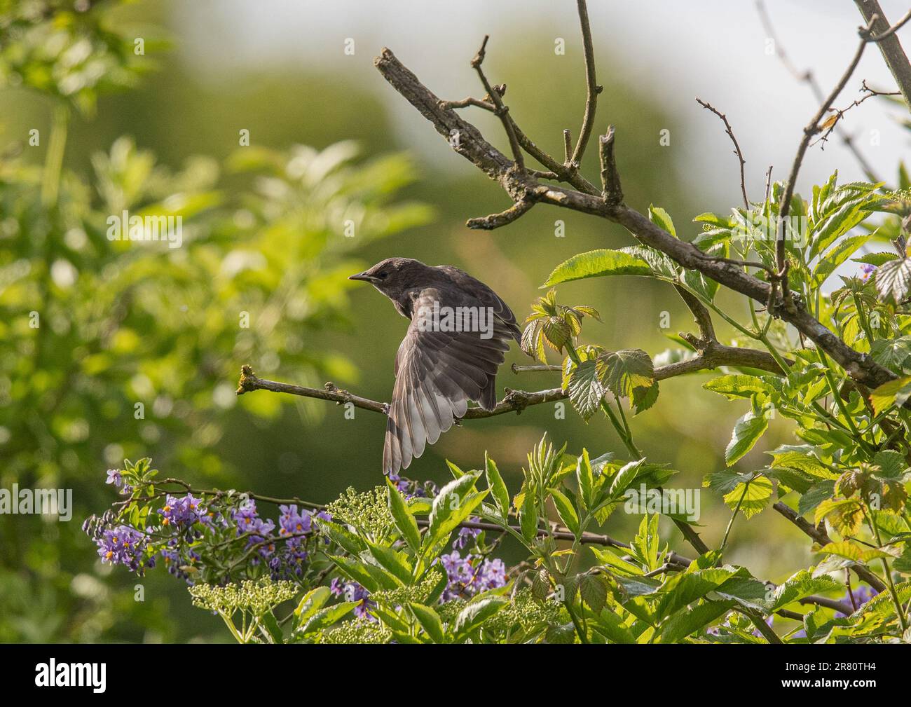 Un giovane Starling (Sturnus vulgaris) di recente costruzione, su un albero in un giardino dell'Essex . REGNO UNITO Foto Stock