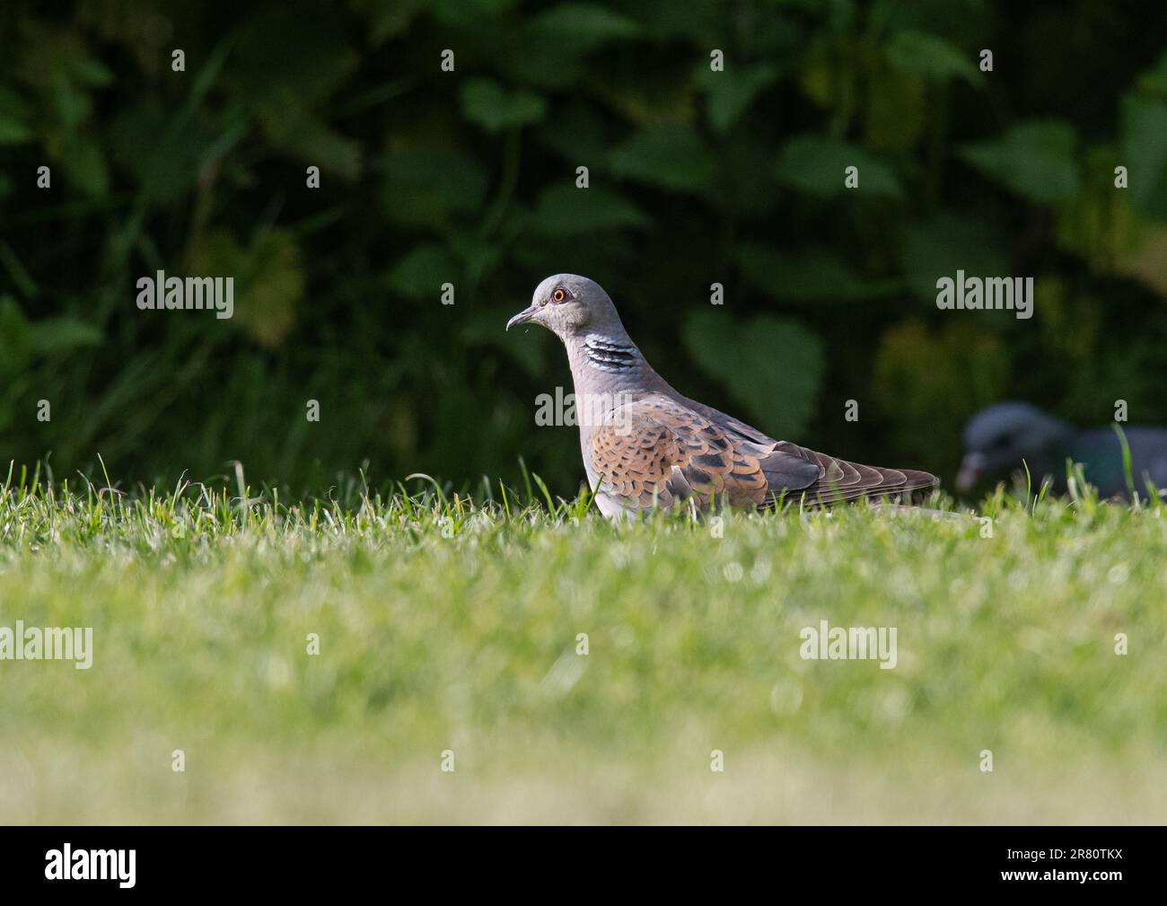 Una colomba di tartaruga in pericolo critico (Streptopelia turtur) raramente vista, in questi giorni. Nutrirsi per terra in un giardino di contadini . Essex, Regno Unito Foto Stock