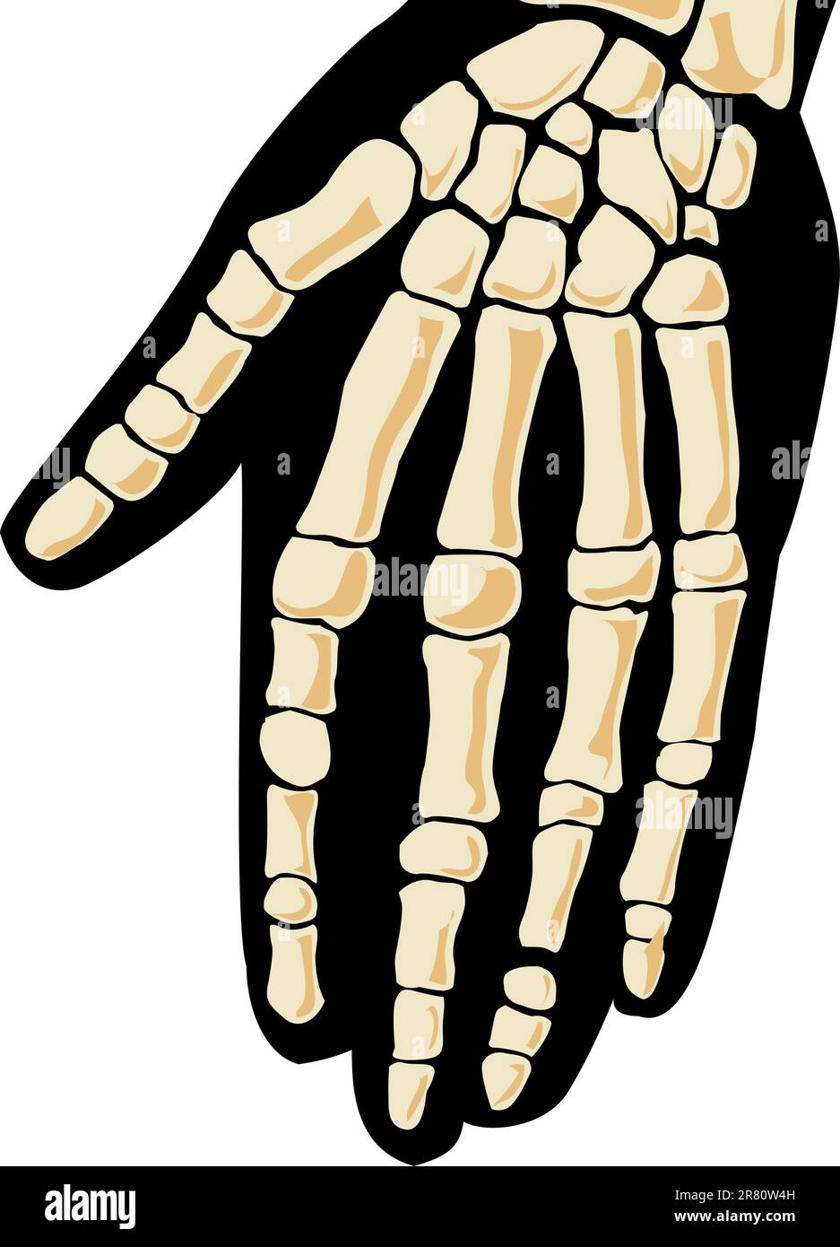 Anatomia umana. La mano. Illustrazione vettoriale Illustrazione Vettoriale