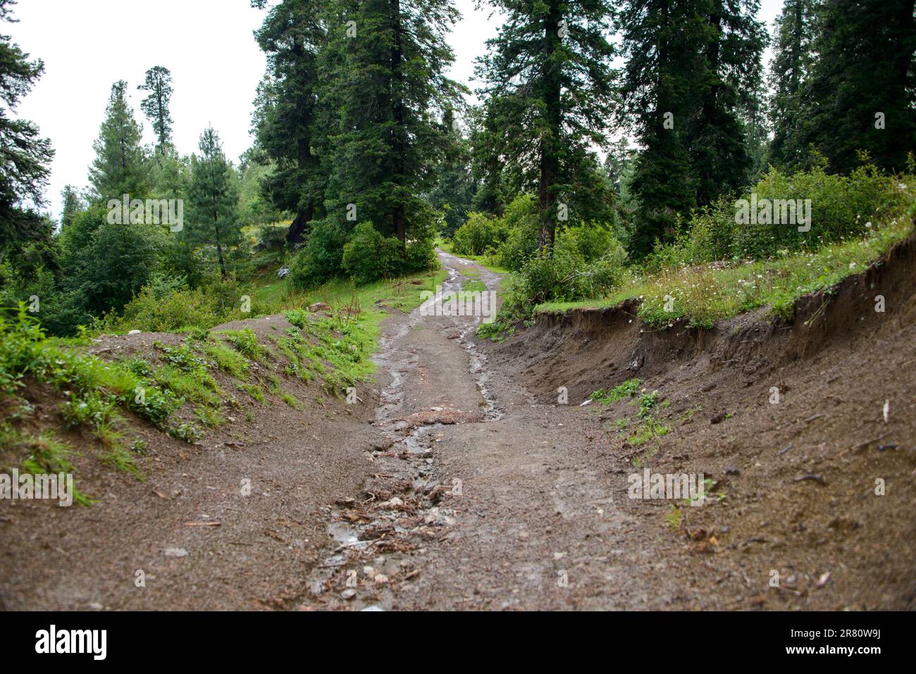 Un sentiero nelle montagne di Nathia Gali, Abbotabad, Pakistan. Foto Stock