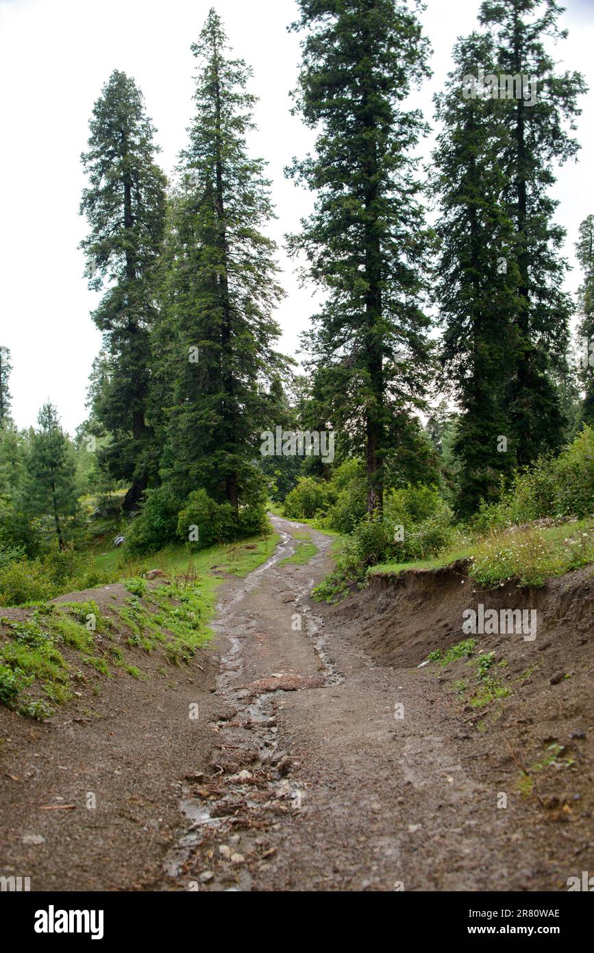 Un sentiero nelle montagne di Nathia Gali, Abbotabad, Pakistan. Foto Stock