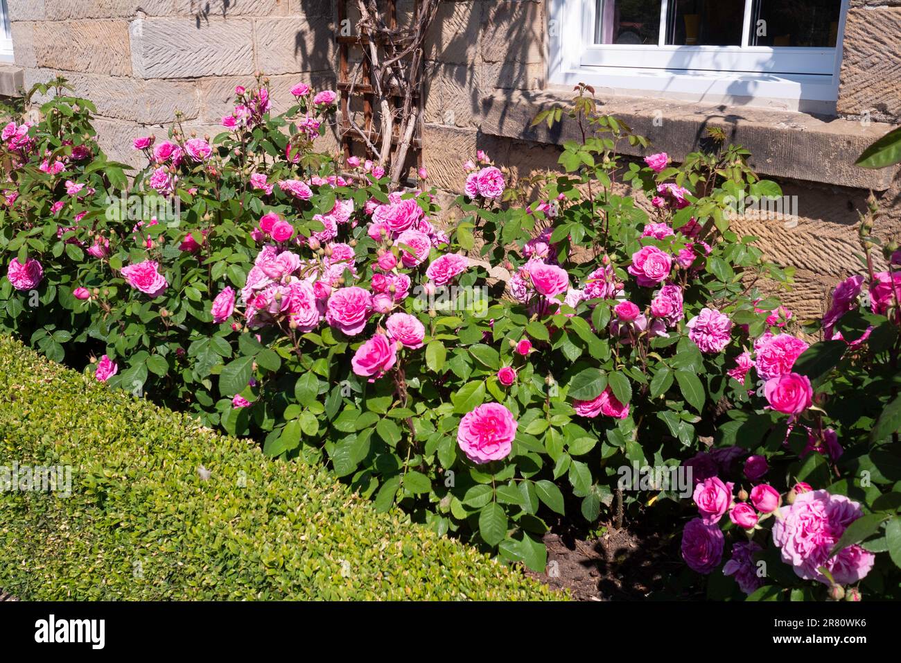 Roses Gertrude jekyll cresce di fronte al Danby Lodge sul North Yorkshire Moors Foto Stock