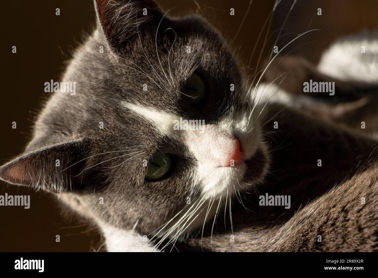 gatto grigio e bianco appoggiato sul retro, guardando la fotocamera, il ritratto Foto Stock