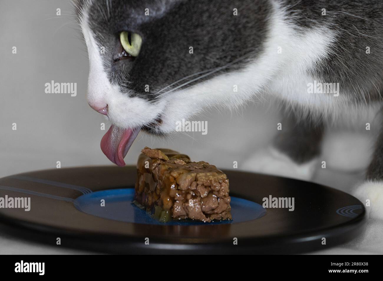 Gatto grigio e bianco che mangia cibo umido da un piatto con sfondo chiaro Foto Stock