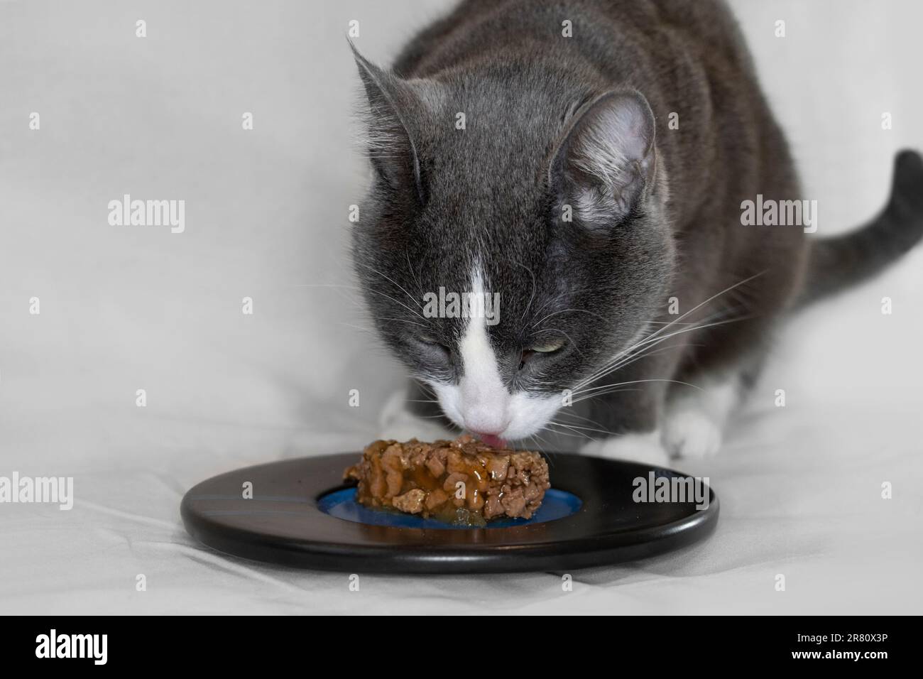 Gatto grigio e bianco che mangia cibo umido da un piatto con sfondo chiaro Foto Stock