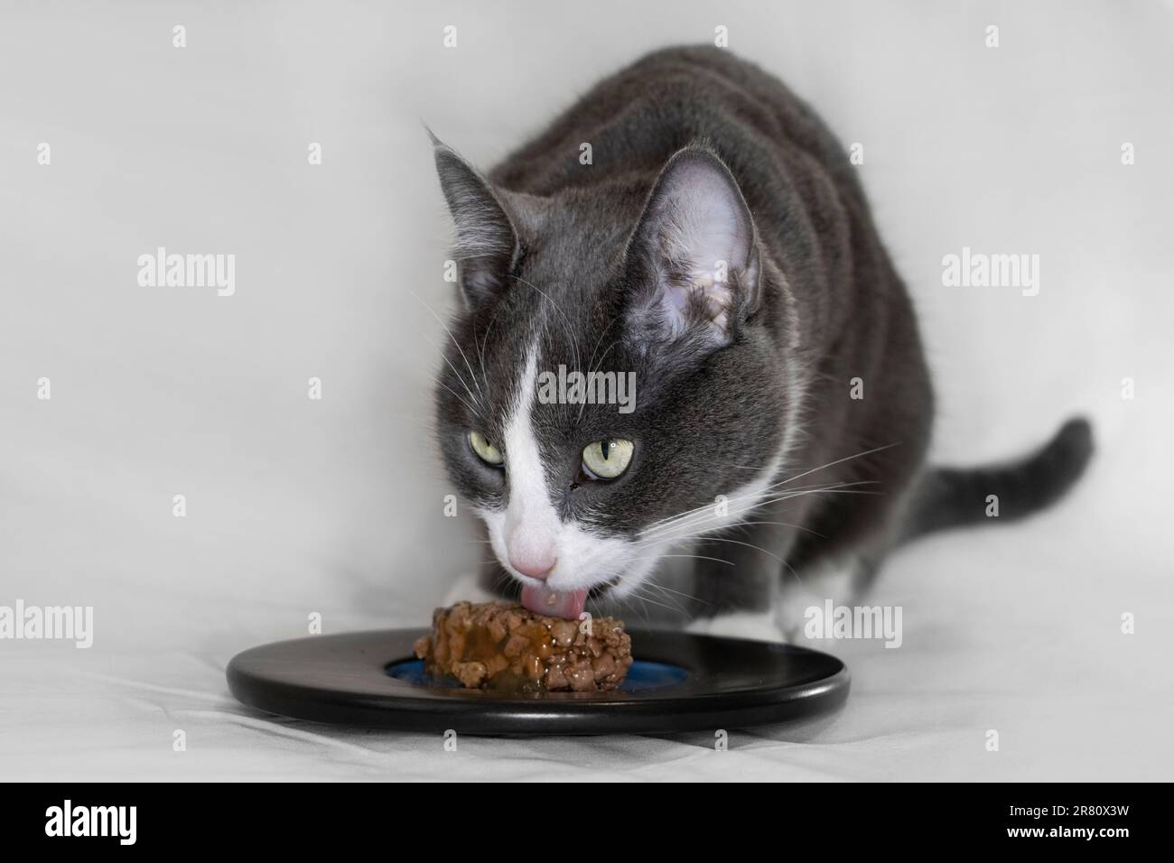 Gatto grigio e bianco che mangia cibo umido da un piatto con sfondo chiaro Foto Stock