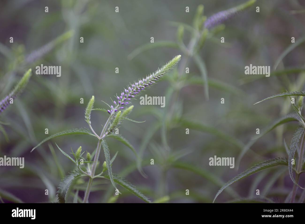 Veronica longifolia. Boccioli fiori blu. Primo piano dei fiori speedwell giardino in fiore. Giardino fiorito di piante speedwell o speedwell a foglia lunga Foto Stock