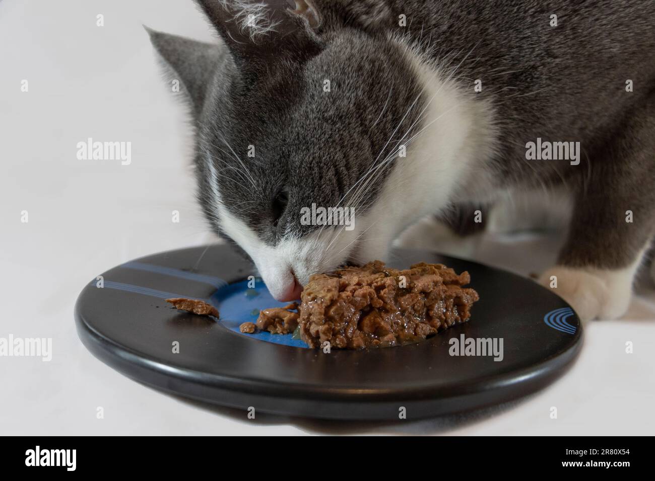 Gatto grigio e bianco che mangia cibo umido da un piatto con sfondo chiaro Foto Stock