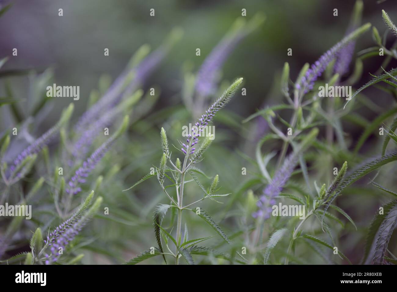 Veronica longifolia. Primo piano dei fiori speedwell giardino in fiore. Boccioli fiori blu. Giardino fiorito di piante speedwell o speedwell a foglia lunga Foto Stock