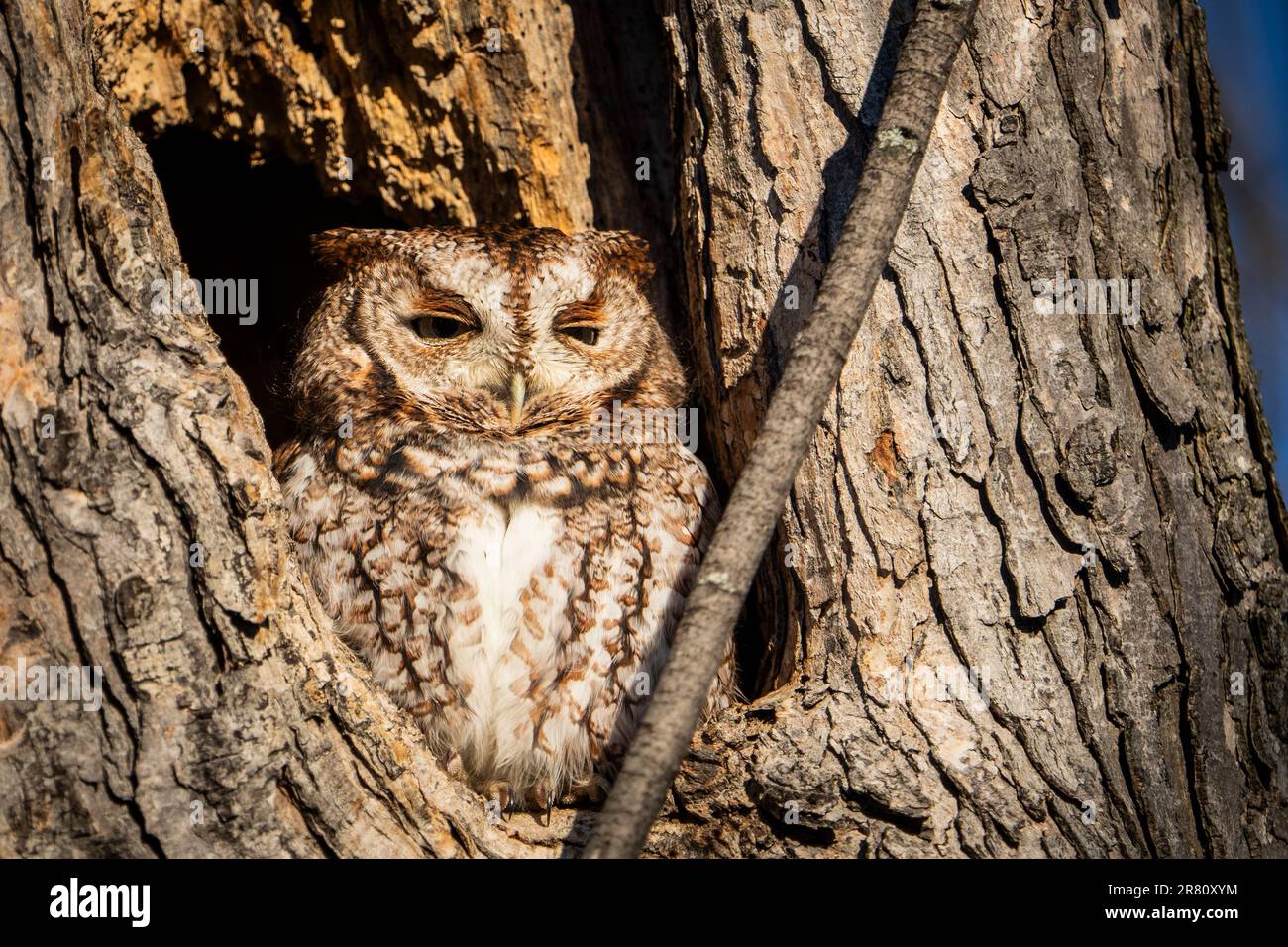 Eastern Screech-Owl riposa nella sua tana durante un pomeriggio di sole. Foto Stock