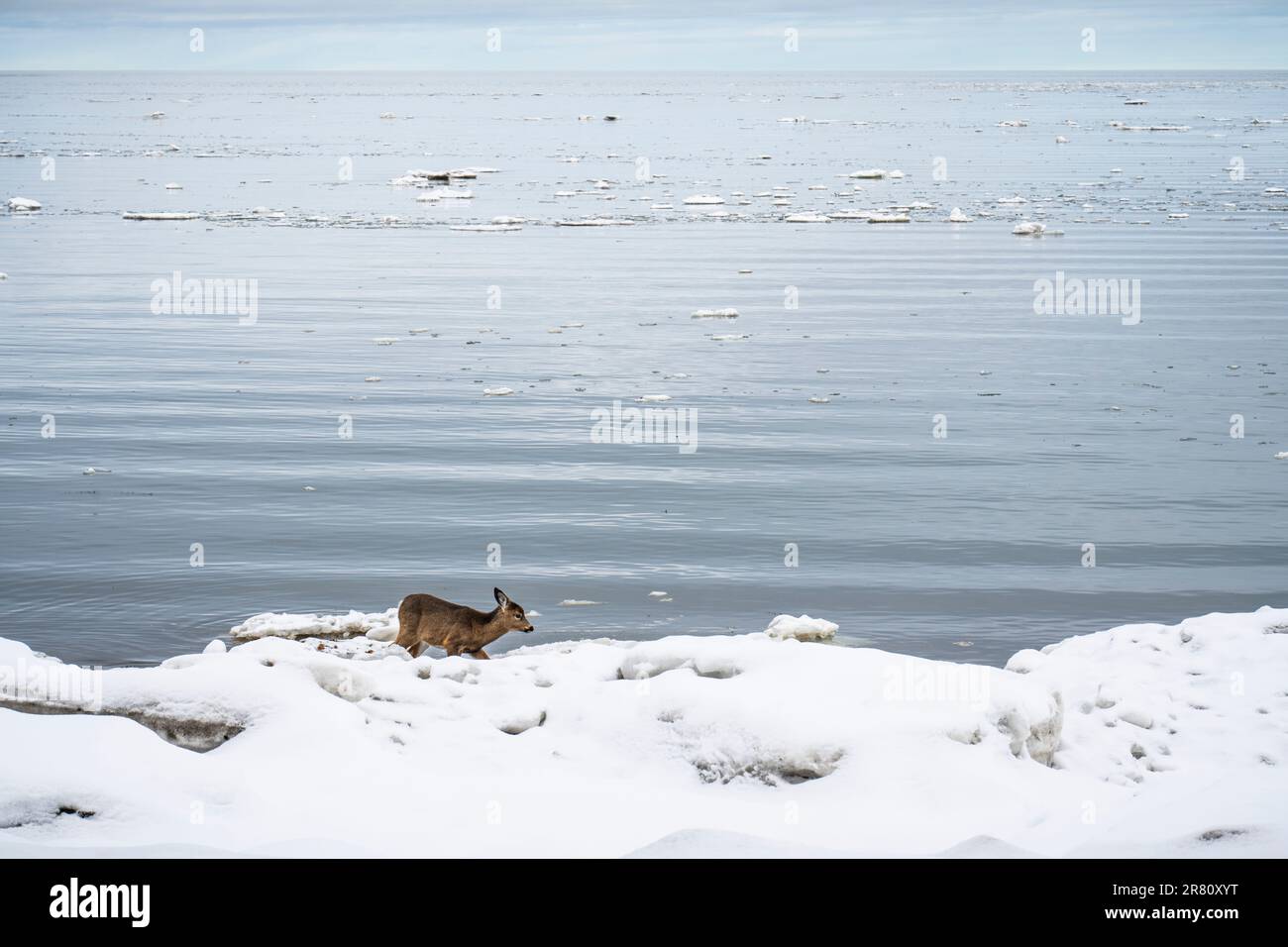 Cervi dalla coda bianca in piedi al bordo dell'acqua lungo la St. Lawrence River in inverno in un parco nazionale. Foto Stock