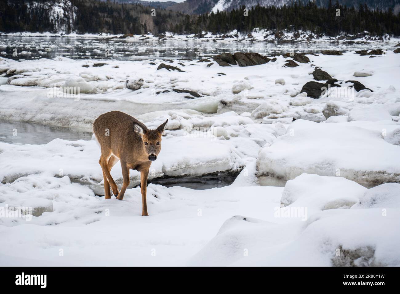 Cervi dalla coda bianca in piedi al bordo dell'acqua lungo la St. Lawrence River in inverno in un parco nazionale. Foto Stock
