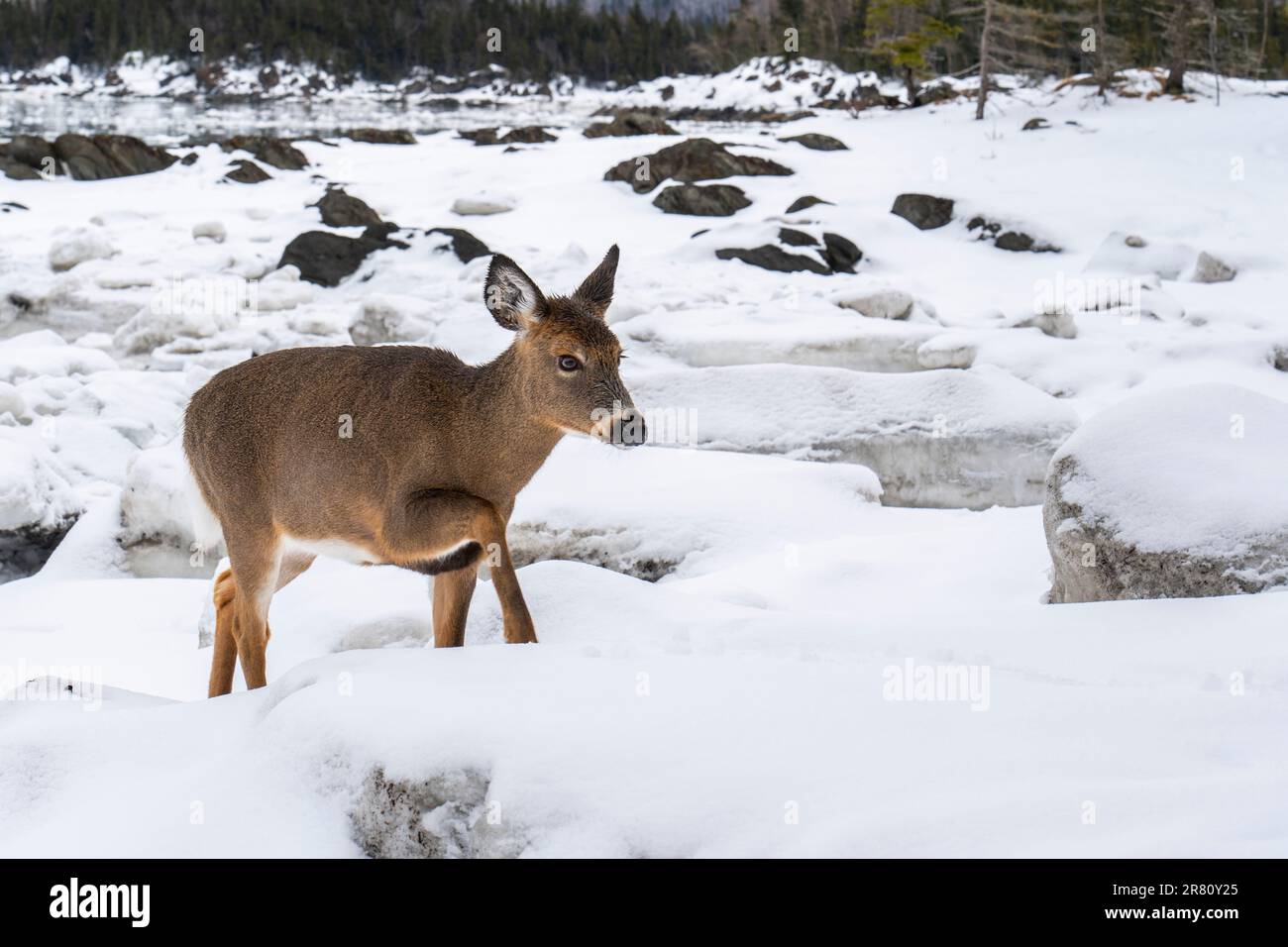 Cervi dalla coda bianca in piedi al bordo dell'acqua lungo la St. Lawrence River in inverno in un parco nazionale. Foto Stock