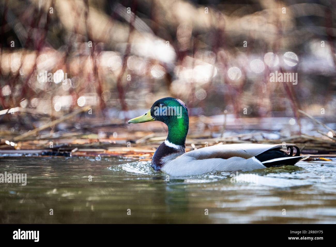 Anatra Mallard che nuota in una palude lungo la St. Lawrence River Foto Stock