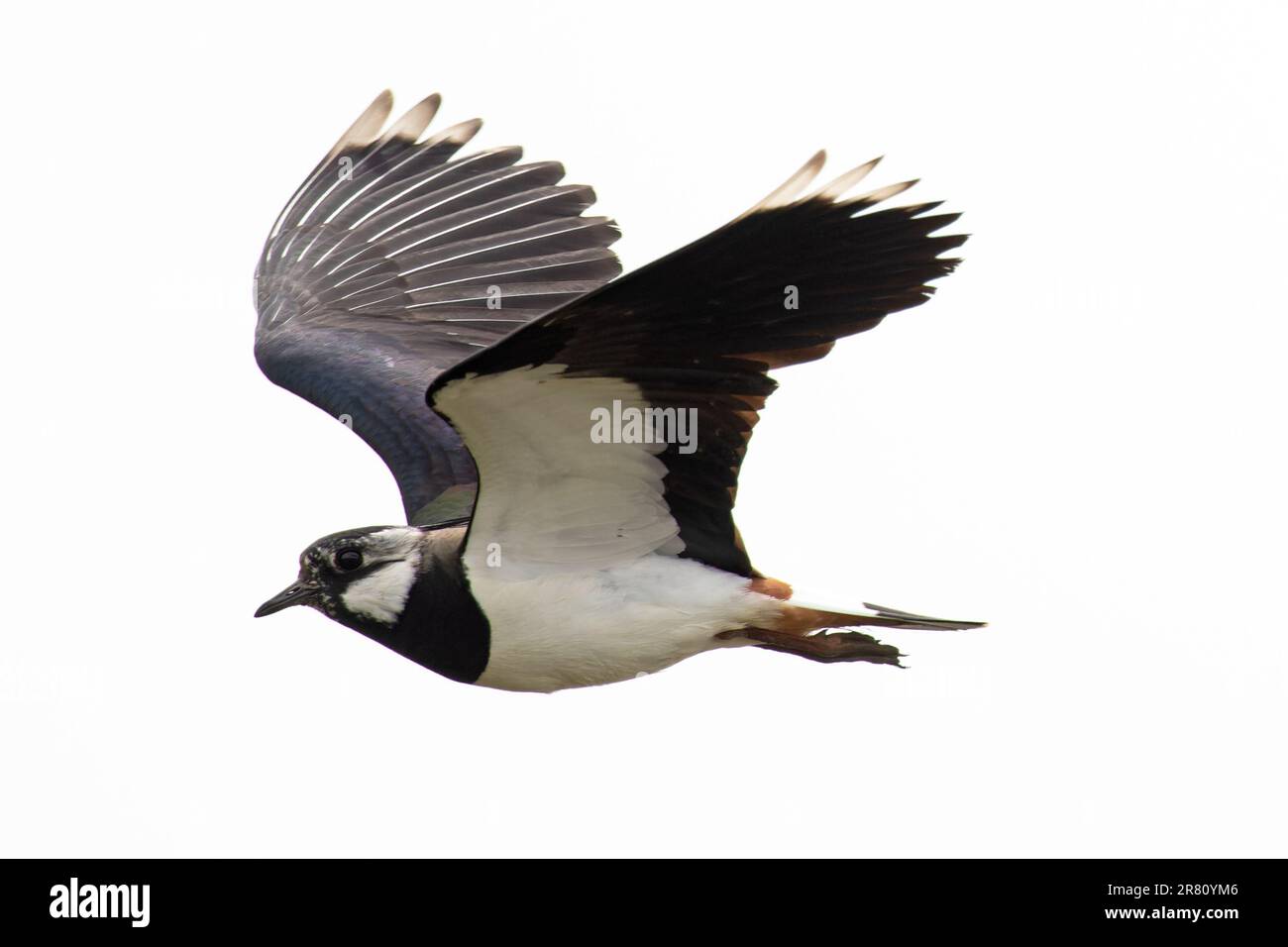 Lappatura (Vanellus vanellus) Suffolk Maggio 2023. Foto Stock