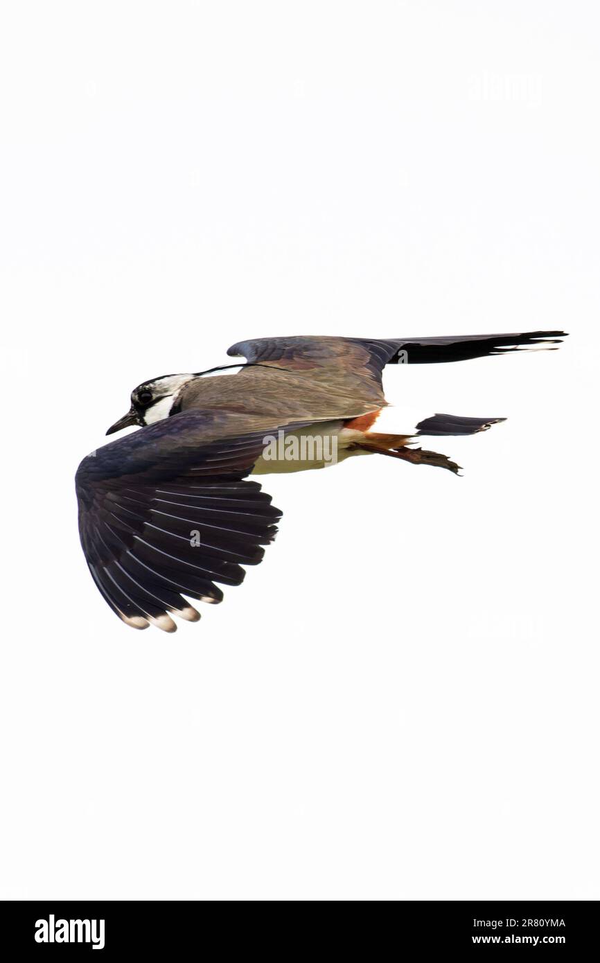 Lappatura (Vanellus vanellus) Suffolk Maggio 2023. Foto Stock