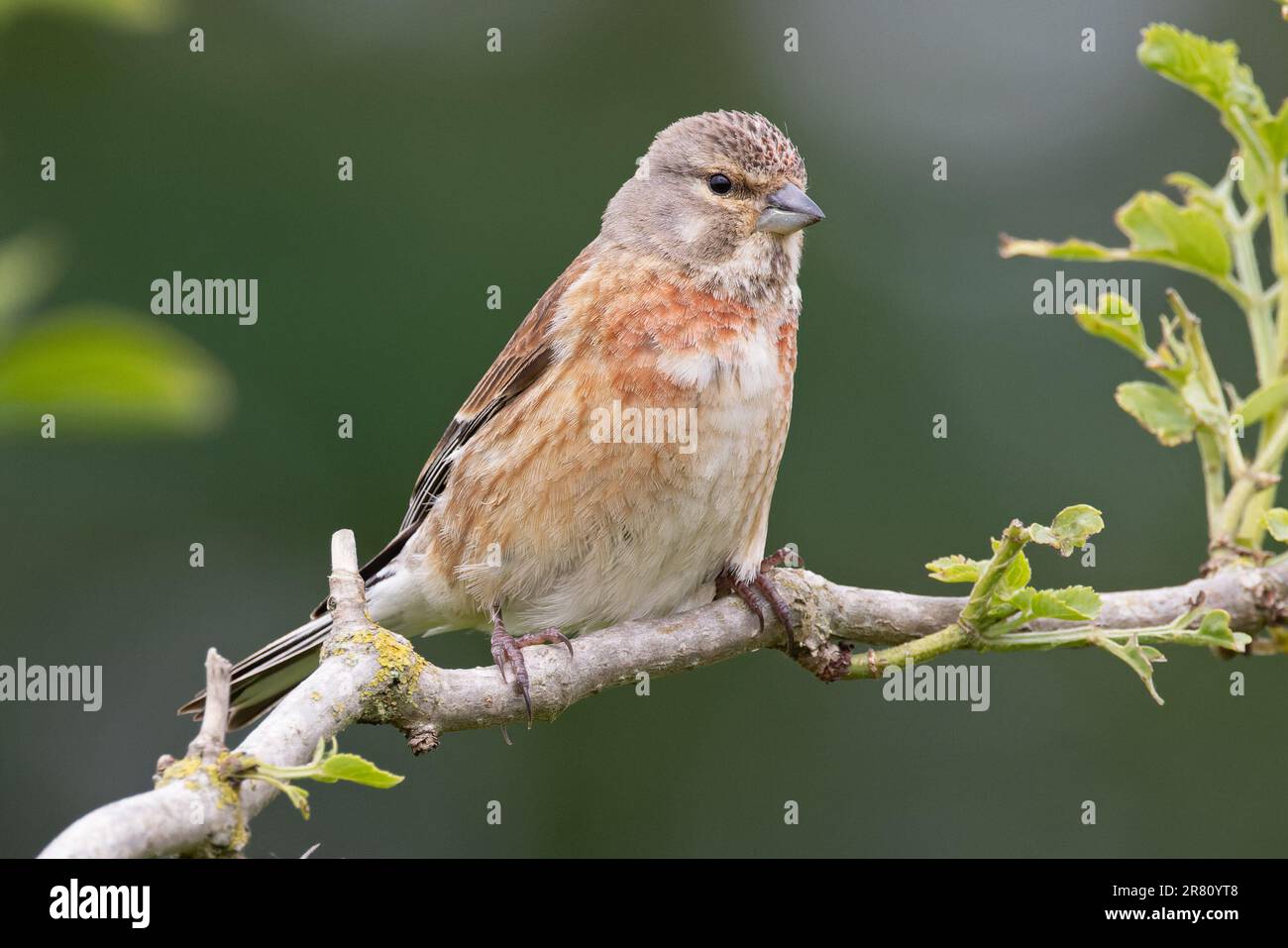 Linnet (Carduelis cannabina) Cantley Norfolk Giugno 2023 Foto Stock