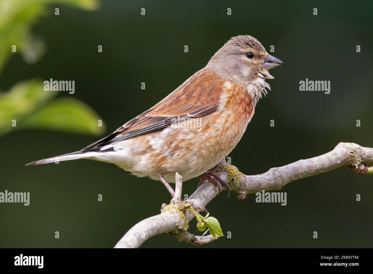 Linnet (Carduelis cannabina) Cantley Norfolk Giugno 2023 Foto Stock