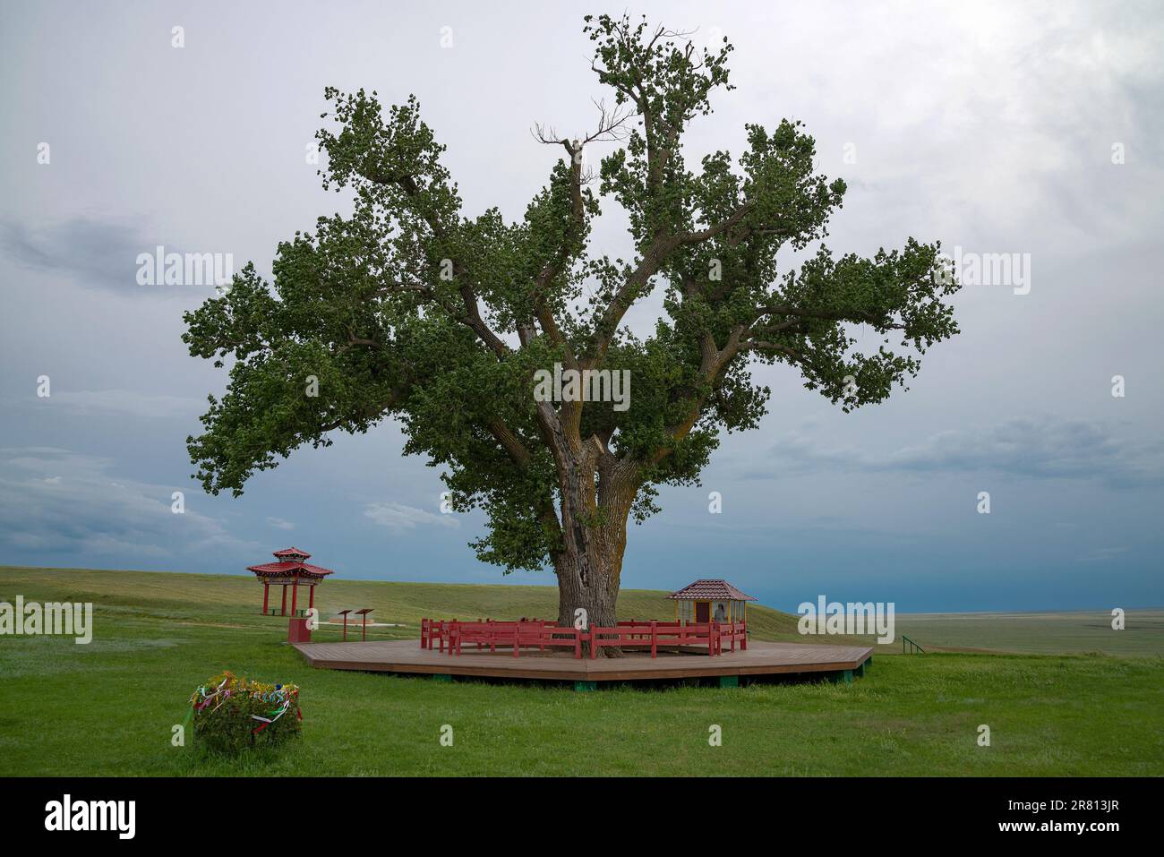 Solo pioppo. Il simbolo della Repubblica di Kalmykia. Russia Foto Stock