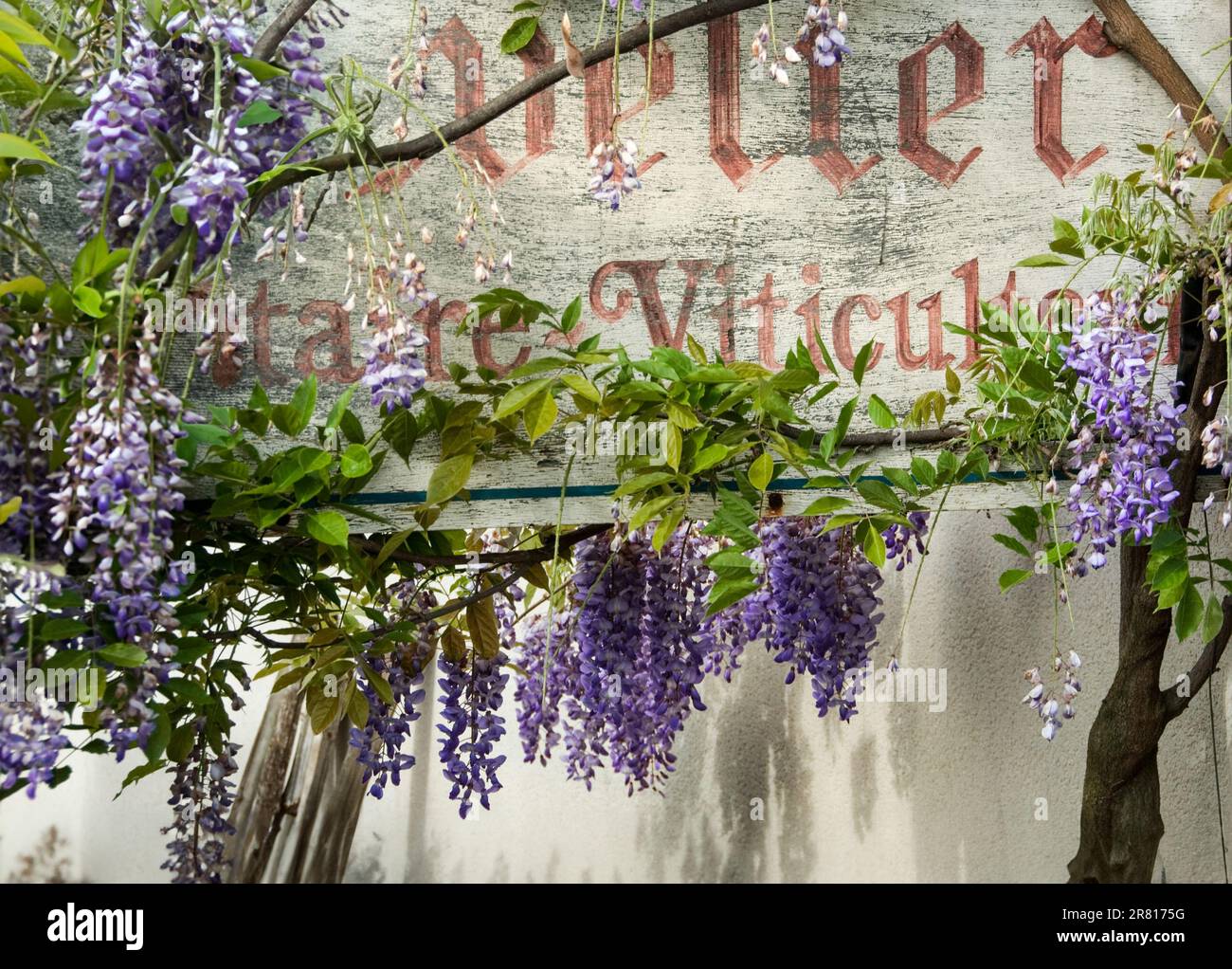 BORGOGNA WISTERIA CHARM segno rustico viticoltore floreale firma Bruno Clavelier Vosne Romanee Route des Grands Crus Borgogna Francia Foto Stock