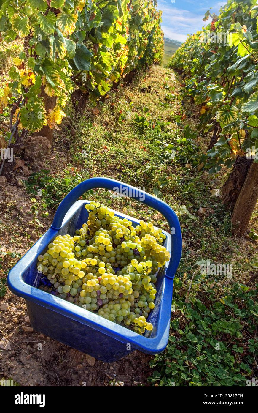 Grand Cru DRC Chardonnay uve in pannier al Domaine de la Romanee-conti parte del vigneto le Montrachet, Chassagne-Montrachet, Cote d'Or, Francia Foto Stock