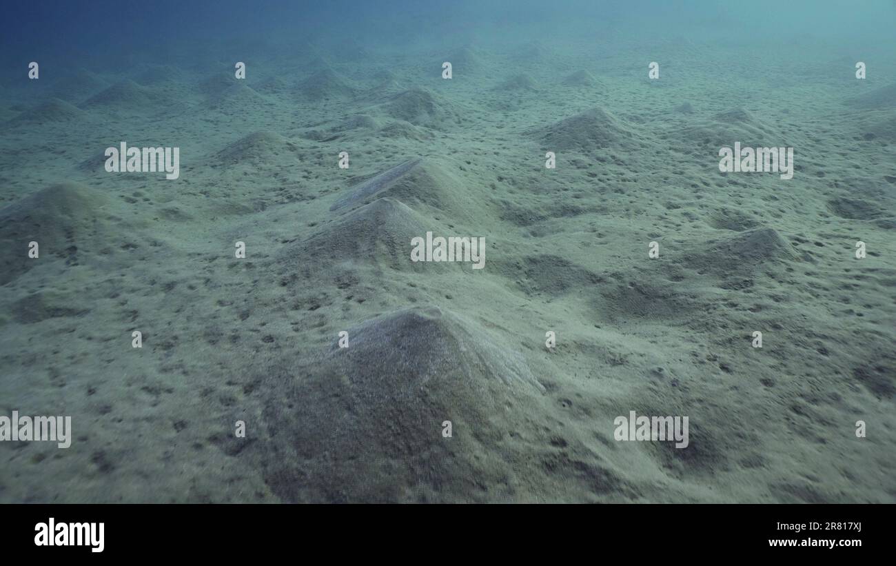 Fondo sabbioso argentato coperto da colline sabbiose, la fotocamera si sposta in avanti sopra il fondale marino. Sfondo naturale dalla profondità subacquea, Mar Rosso, Egitto Foto Stock