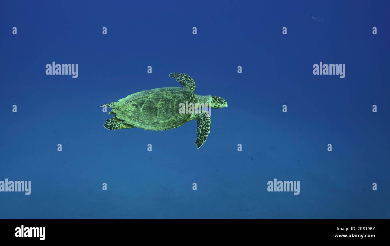 Tartaruga marina nuota nel blu profondo il giorno di suny, vista dall'alto. Hawksbill Sea Turtle o Bissa (Eretmochelys imbricata) nuota nell'Oceano blu, Mar Rosso, Egitto Foto Stock
