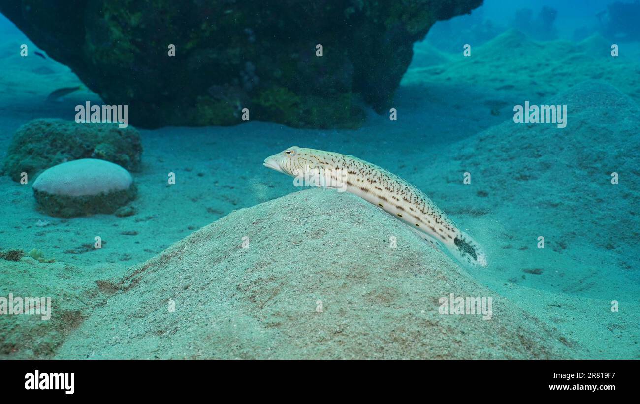 Sandperch sul fondo sabbioso. Il pesce persico macinato (Paraquercis hexophtalma) si trova su fondali di sabbia collinare sulla profondità, Mar Rosso, Egitto Foto Stock