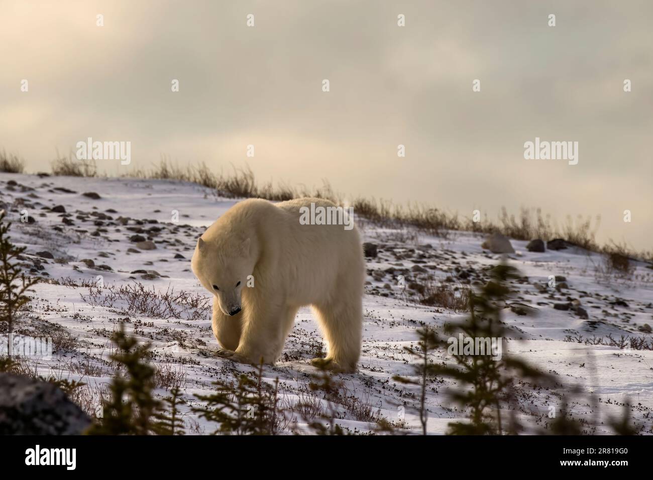 Preludio all'attacco dell'orso polare, con la testa giù e le orecchie indietro, Hudson Bay, Churchill, Manitoba Foto Stock
