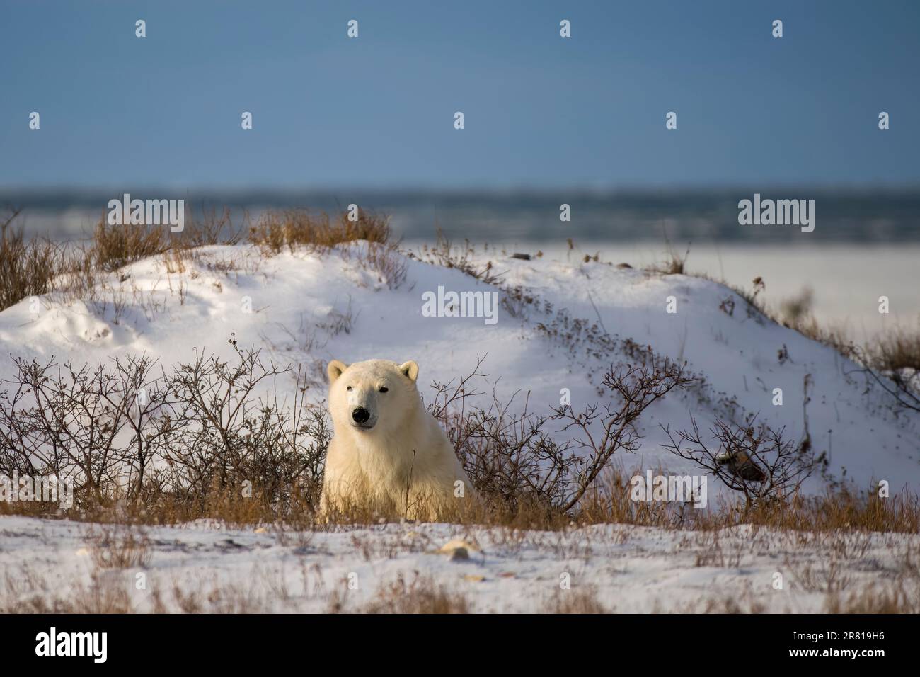 Orso polare al sole di tarda giornata guardando verso la fotocamera, Hudson Bay, Churchill, Manitoba.jpg Foto Stock