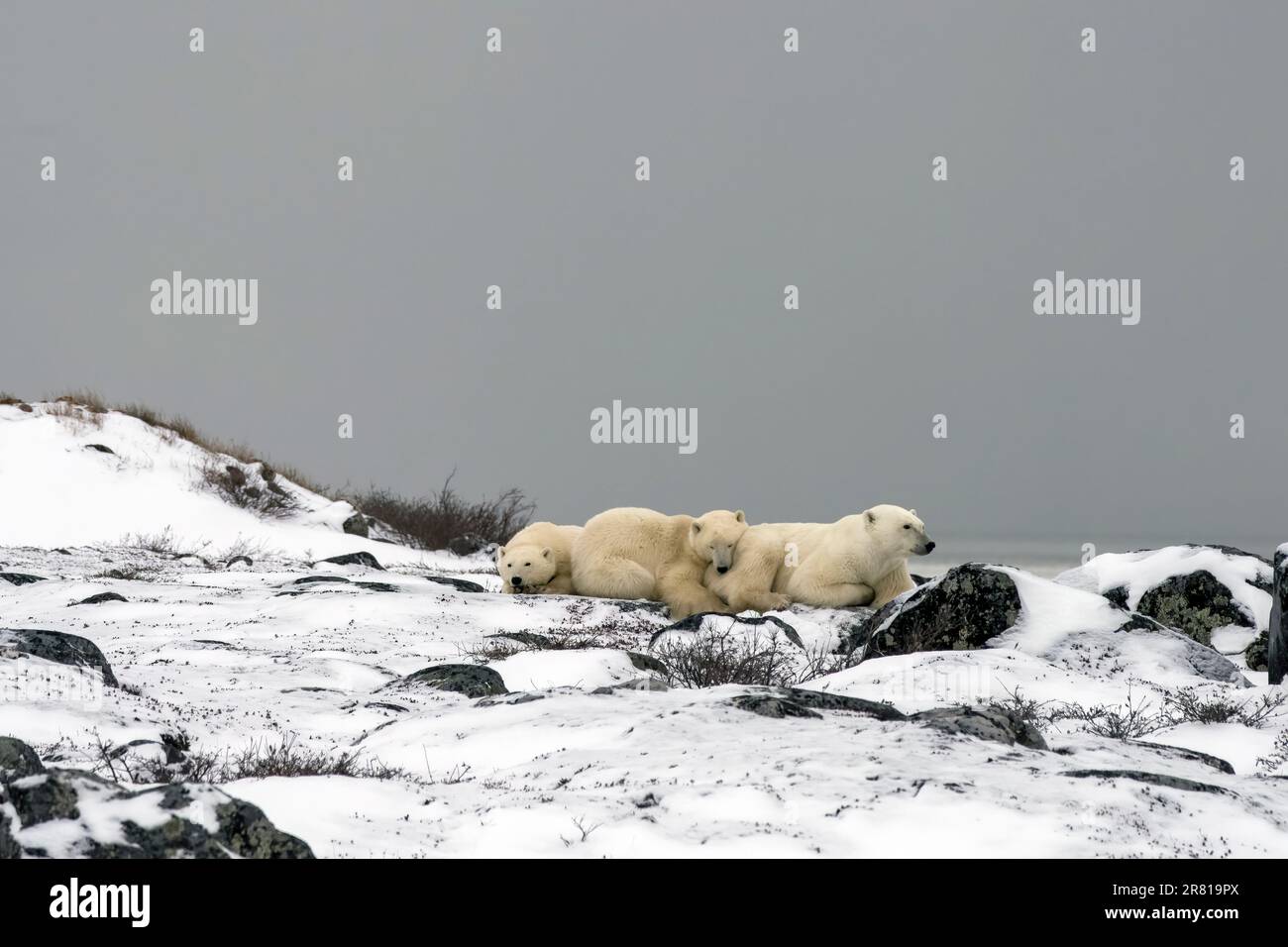 Due cuccioli di orso polare e la loro madre riposano da alcuni massi innevati, Hudson Bay, Churchill, Manitoba Foto Stock