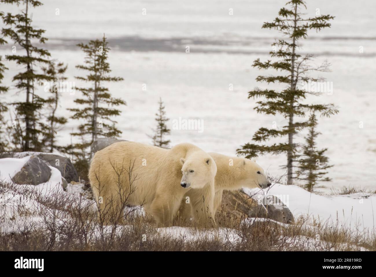 Orso polare madre e cucciolo grosso sulle rive della Baia di Hudson, Churchill, Manitoba Foto Stock