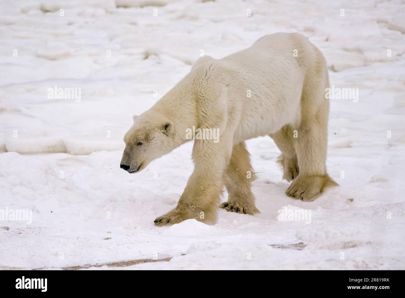 Affamato orso polare sulla sponda innevata della Baia di Hudson in attesa di congelamento, Churchill, Manitoba Foto Stock