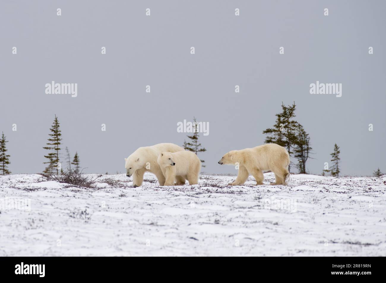 Orso polare con i suoi due cuccioli, Hudson Bay, Churchill, Manitoba Foto Stock
