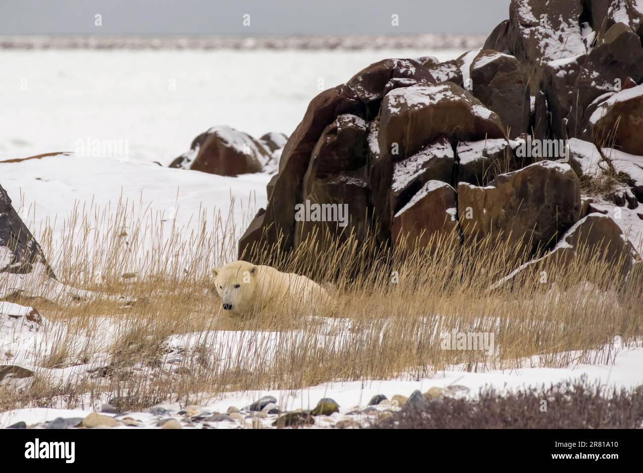 L'orso polare solitario riposa nell'erba alta nel riparo di alcune grandi rocce, Hudson Bay, Churchill, Manitoba Foto Stock