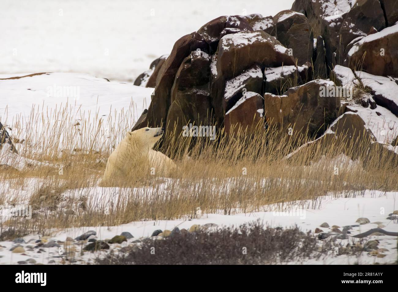L'orso polare nell'alta erba morta solleva il naso per testare la brezza, Hudson Bay, Churchill, Manitoba Foto Stock