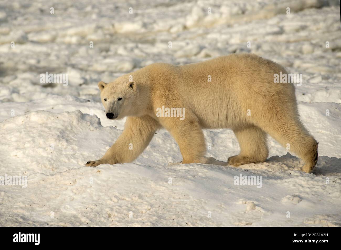 Orso polare sulla riva del ghiaccio, Hudson Bay, Manitoba Foto Stock