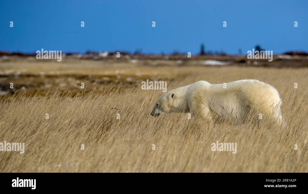 Orso polare nell'alta erba della costa autunnale, Hudson Bay, Churchill, Manitoba Foto Stock