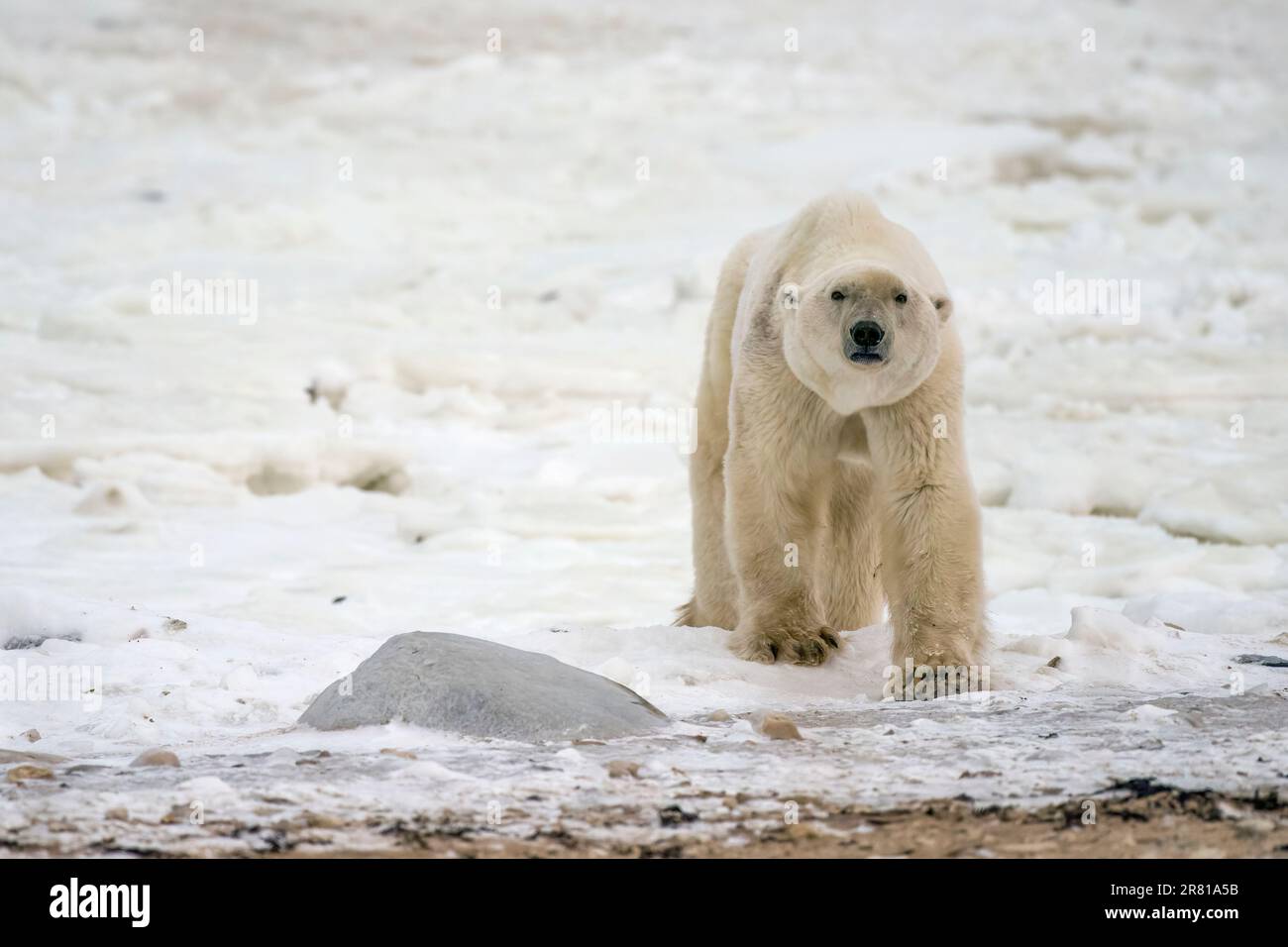 Affamato orso polare sulle rive della Baia di Hudson in attesa di congelamento, Churchill, Manitoba Foto Stock
