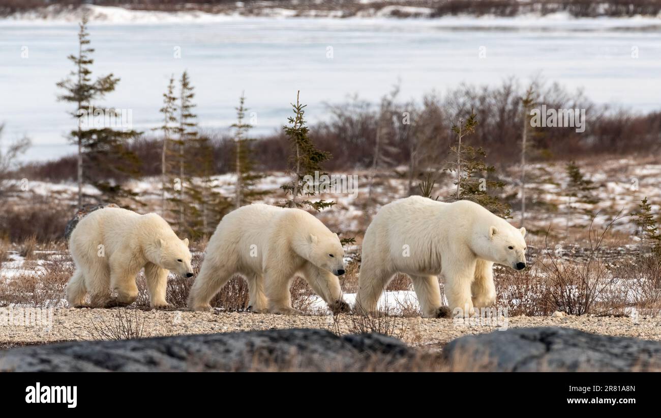 Madre orso polare e il suo paio di cuccioli di due anni sulla costa della Baia di Hudson vicino al tempo di congelamento, Churchill, Manitoba Foto Stock
