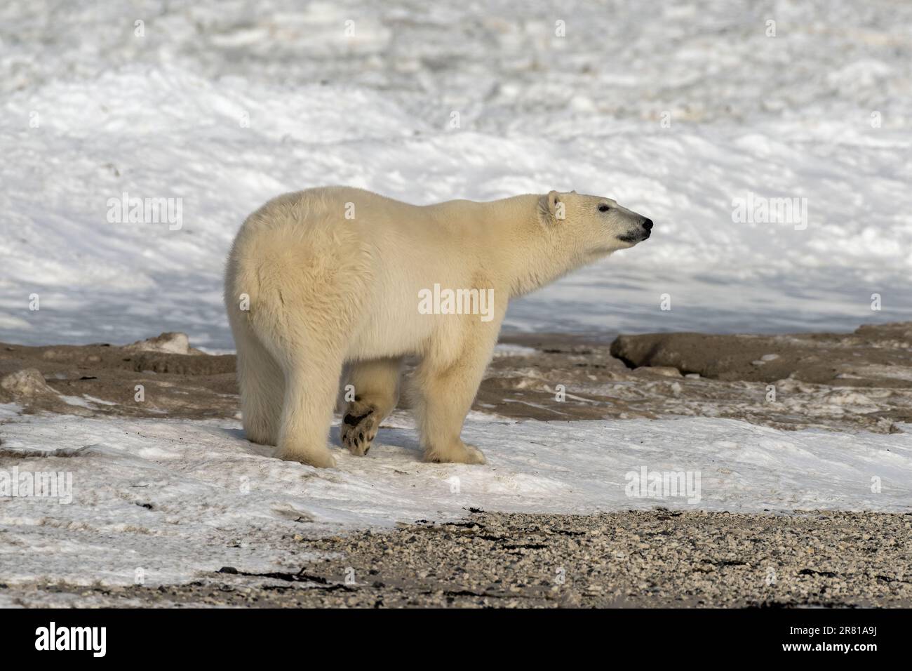 Orso polare che cammina lungo la riva ghiacciata, Hudson's Bay, Churchill, Manitoba Foto Stock