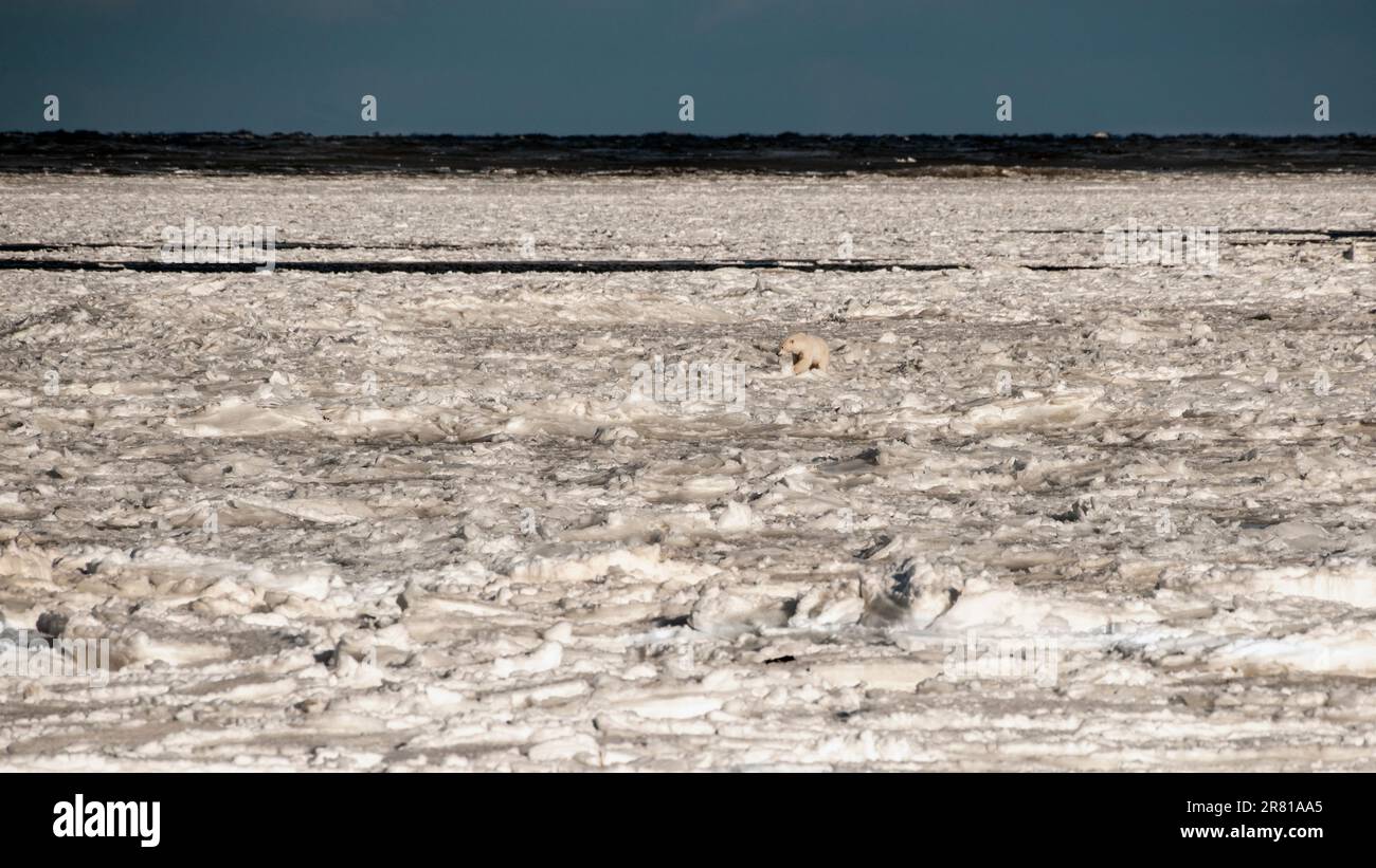 Grande orso polare maschio che naviga lungo la costa, veloce ghiaccio, con acqua aperta e grandi onde al largo, Baia di Hudson, Churchill, Manitoba Foto Stock