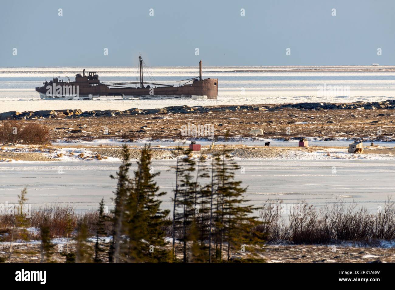 Orso polare con cani eschimesi canadesi e relitto della SS Ithaca, Bird Cove, Hudson Bay, Churchill, Manitoba Foto Stock