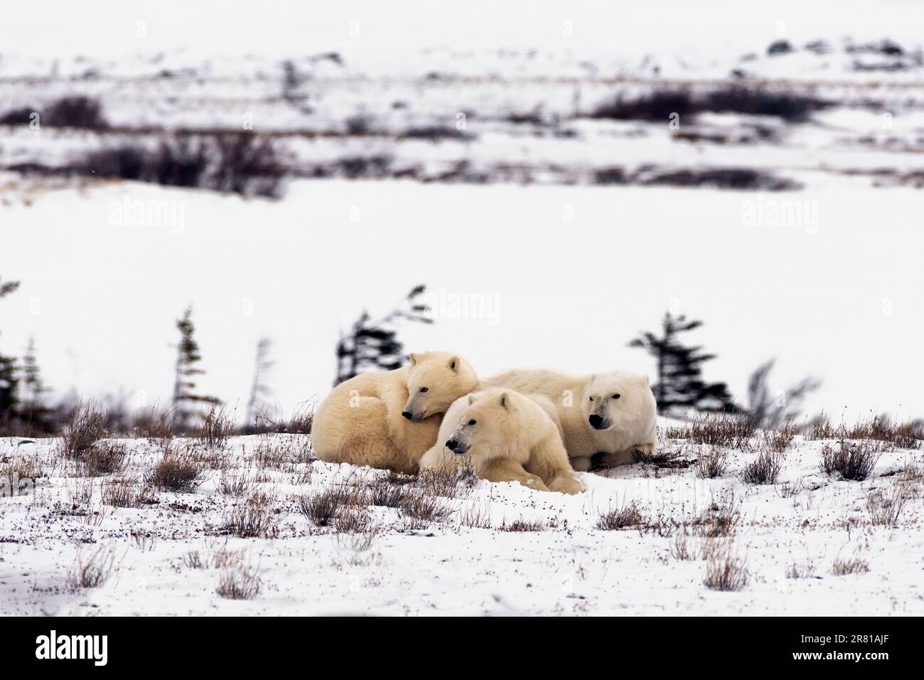 Madre orso polare e due cuccioli, Churchill, Manitoba Foto Stock