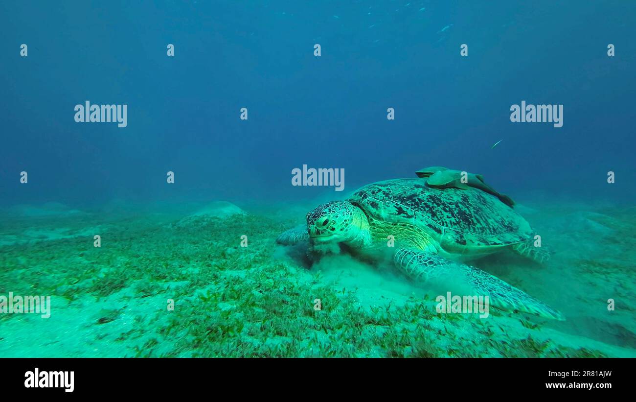 Mar Rosso, Egitto. 17th giugno, 2023. Tartaruga del Mar Verde (Chelonia mydas) mangiare il nastro liscio di pesce (Cymodocea rotundata) sul letto di pesce, Mar Rosso, Egitto (Credit Image: © Andrey Nekrasov/ZUMA Press Wire) SOLO USO EDITORIALE! Non per USO commerciale! Foto Stock