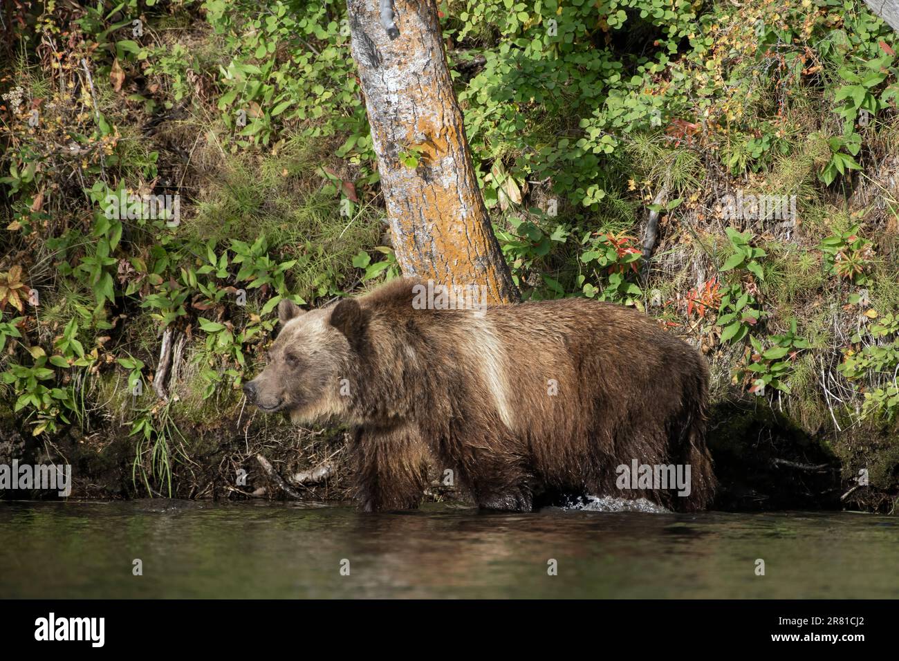 Grizzly Cub che cammina lungo la costa, il lago Chilko, British Columbia Foto Stock