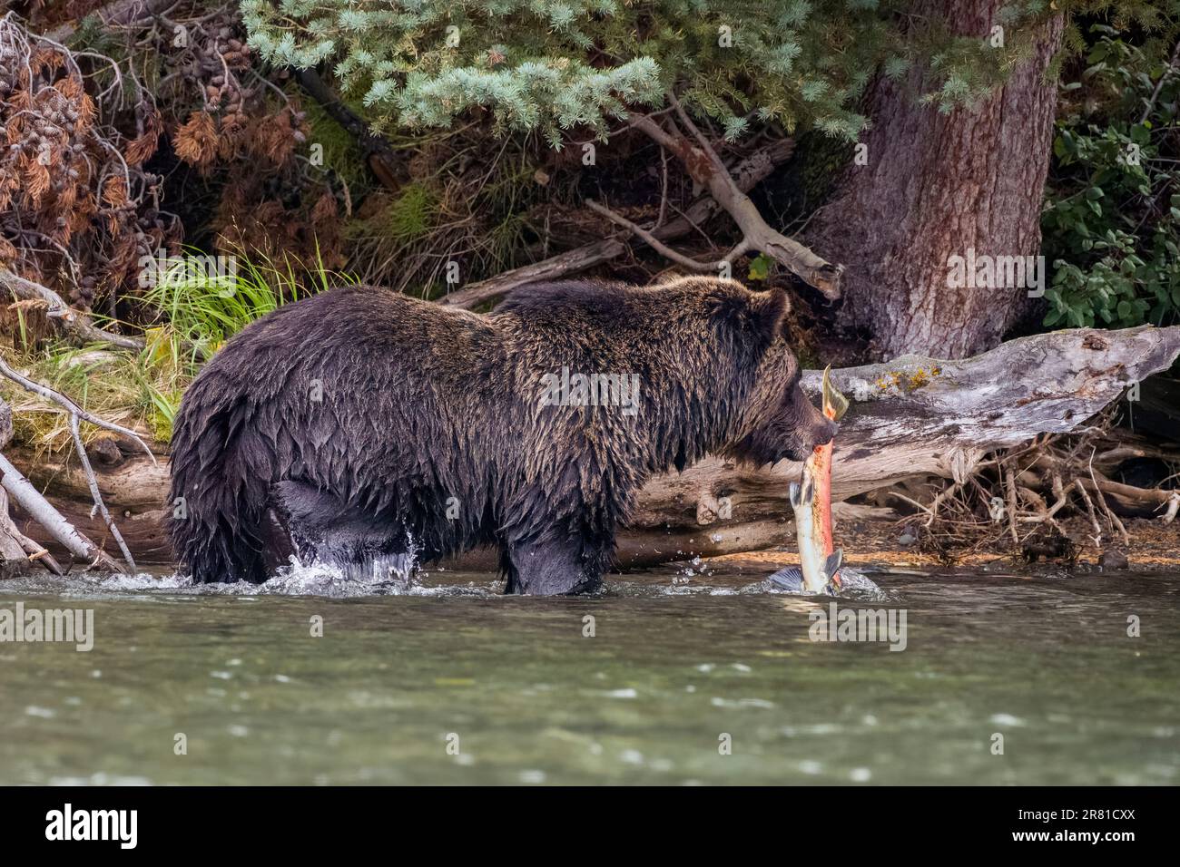 Orso Grizzly che tira un salmone dal fiume Chilko, British Columbia Foto Stock
