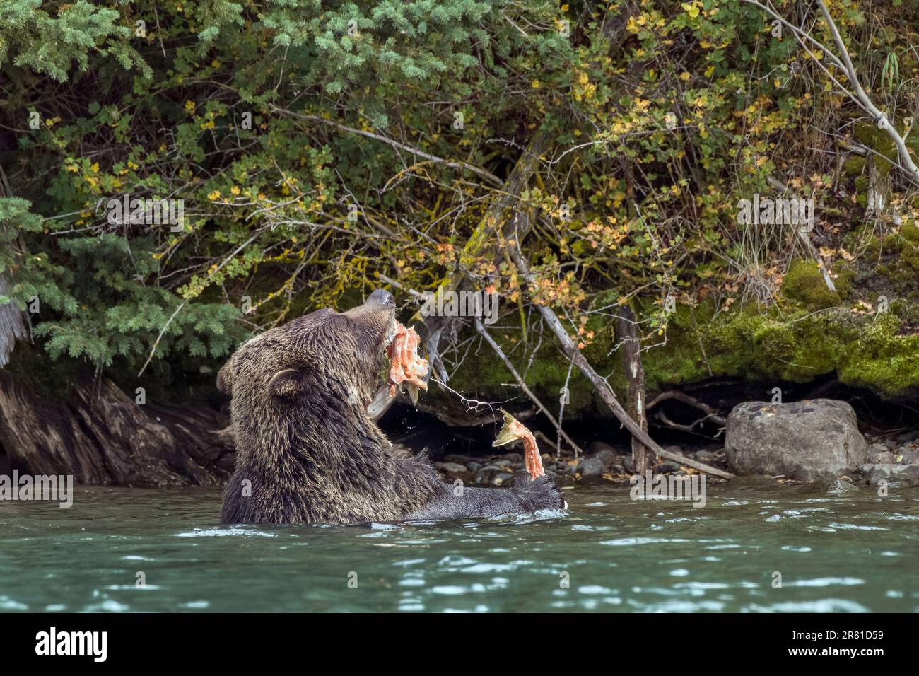 Orso Grizzly in acqua che distrugge un salmone appena pescato, il fiume Chilko, British Columbia Foto Stock