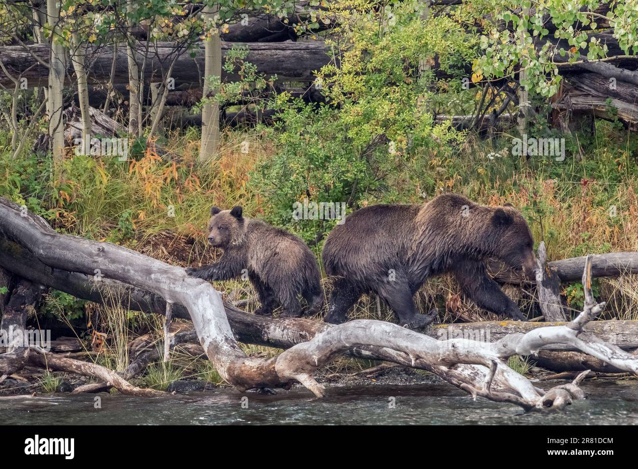 La mamma grizzly e il cucciolo che cammina in direzioni opposte sui tronchi morti, il fiume Chilko, British Columbia Foto Stock